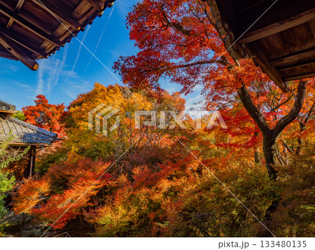 秋色に染る京都の寺院 秋色に染る京都の寺院 133480135