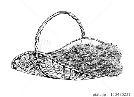 Fresh cut flower stalks of lavender lavandula in woven rattan wicker trug basket. Isolated illustration hand drawn in vector ink. Herbal print, floral scrapbooking, garden party or wedding invitation Fresh cut flower stalks of lavender lavandula in woven rattan wicker trug basket. Isolated illustration hand drawn in vector ink. Herbal print, floral scrapbooking, garden party or wedding invitation 133480221