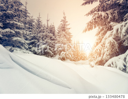 snow forest in winter 133480478