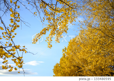 イチョウ 夕暮れ 秋 11月 イメージ 【神奈川県】 133480595