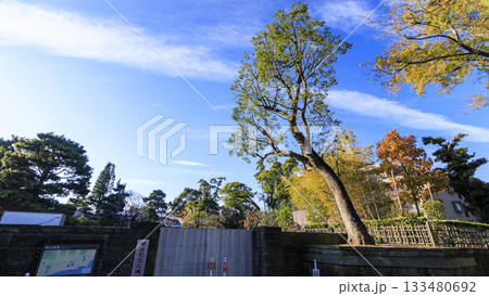 県立大磯城山公園の秋 県立大磯城山公園の秋 133480692