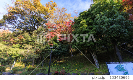 県立大磯城山公園の秋 133480693