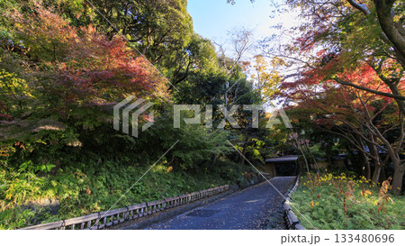 県立大磯城山公園の秋 133480696