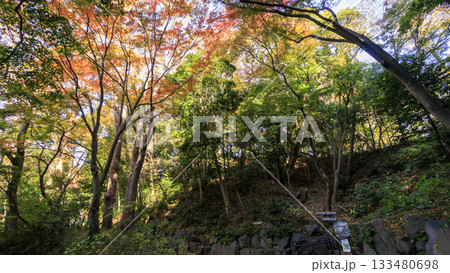県立大磯城山公園の秋 133480698