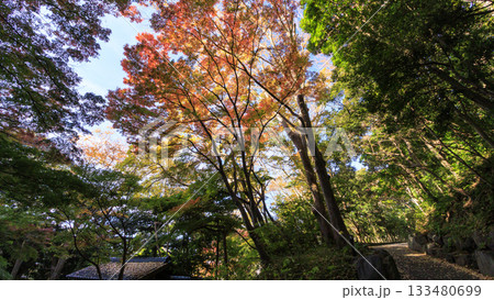 県立大磯城山公園の秋 133480699