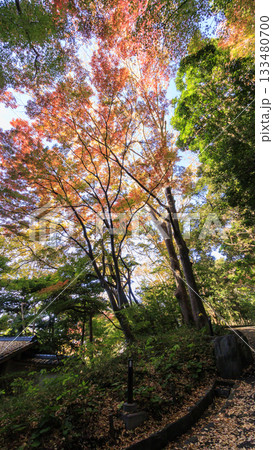 県立大磯城山公園の秋 県立大磯城山公園の秋 133480700