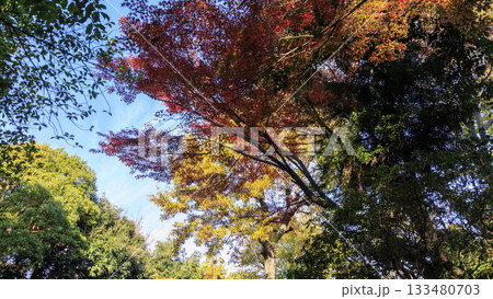 県立大磯城山公園の秋 県立大磯城山公園の秋 133480703