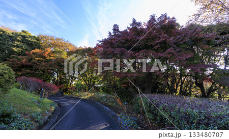 県立大磯城山公園の秋 133480707