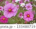 秋満喫のコスモスお花畑 133480719