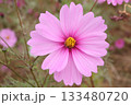 秋満喫のコスモス 133480720