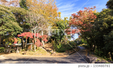 県立大磯城山公園の秋 県立大磯城山公園の秋 133480781
