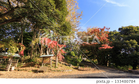 県立大磯城山公園の秋 133480784