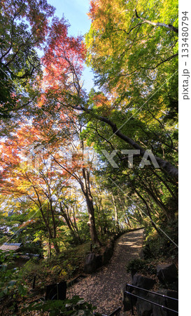 県立大磯城山公園の秋 県立大磯城山公園の秋 133480794