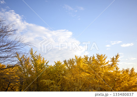 イチョウ 夕暮れ 秋 11月 イメージ 【神奈川県】 133480837