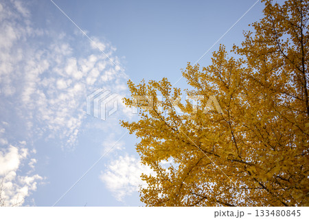 イチョウ 夕暮れ 秋 11月 イメージ 【神奈川県】 イチョウ 夕暮れ 秋 11月 イメージ 【神奈川県】 133480845