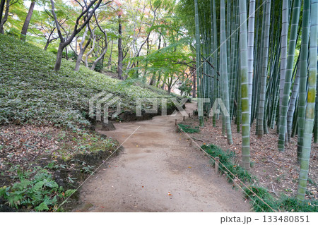 秋の殿ヶ谷戸庭園 133480851
