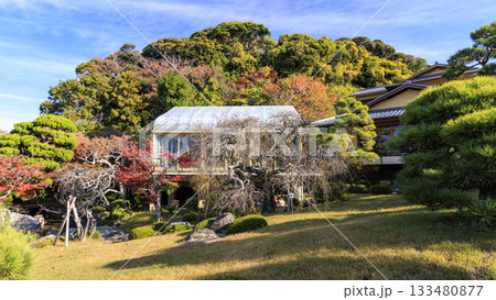 旧吉田茂邸の秋 133480877