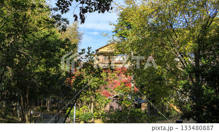 旧吉田茂邸の秋 133480887