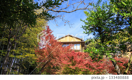 旧吉田茂邸の秋 133480888