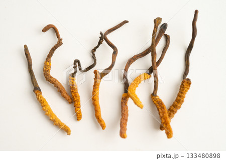Cordyceps sinensis or Ophiocordyceps sinensis isolated on white background, mushroom herb treatment medicine. 133480898
