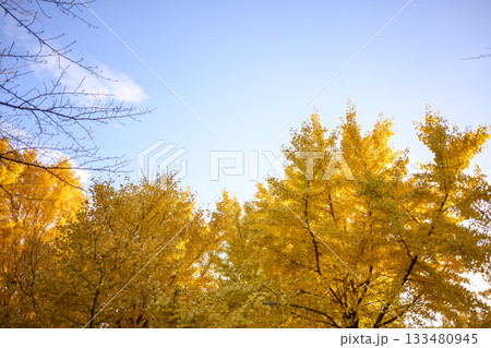 イチョウ 夕暮れ 秋 11月 イメージ 【神奈川県】 133480945