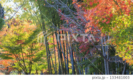 旧吉田茂邸の秋 133481003