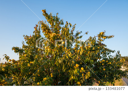 日本の岡山県岡山市のとても美しい秋の風景 133481077