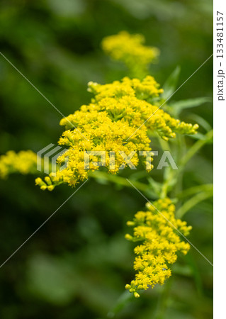 Macro of a goldenrod Solidago plant with detailed yellow flower clusters 133481157