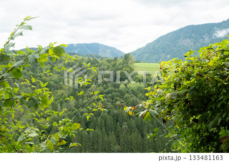 Beautiful view of the forested mountains, the beauty of nature. 133481163