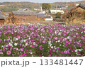 コスモスのお花畑 133481447