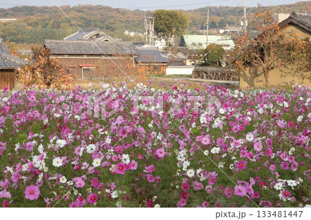 コスモスのお花畑と柿の木 133481447