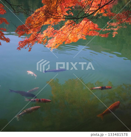 紅葉と池に泳ぐ鯉 紅葉と池に泳ぐ鯉 133481578