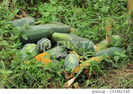 Fresh organic green papaya fruits on grass in tropical garden, Thailand 133482140