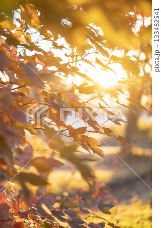 森の秋色が朝日で輝くひととき　蒜山高原 133482541