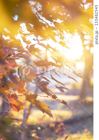 森の秋色が朝日で輝くひととき　蒜山高原 133482545