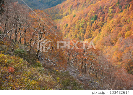 西吾妻スカイバレーの紅葉 133482614