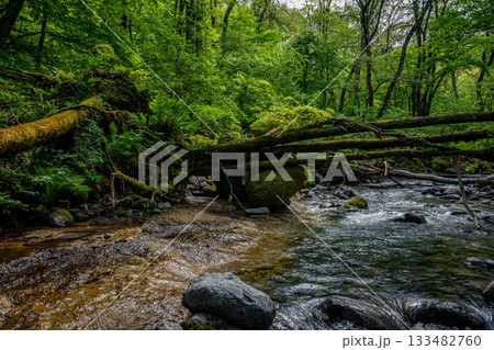 長野県南牧村の苔むした森と倒木のある渓流、5月の生命力 133482760
