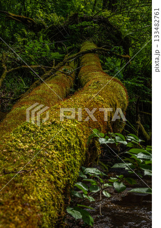 長野県南牧村の森で苔に覆われた倒木を縦位置でクローズアップ 133482761