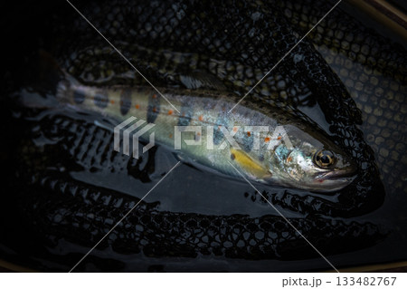 渓流釣りで釣り上げたヤマメ（山女魚）のクローズアップ、網の中の魚 133482767