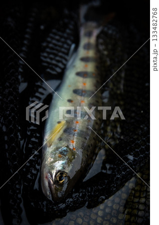 渓流釣りで釣り上げたヤマメ（山女魚）のクローズアップ、網の中の魚 133482768