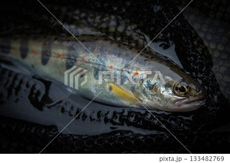 渓流釣りで釣り上げたヤマメ（山女魚）のクローズアップ、網の中の魚 133482769