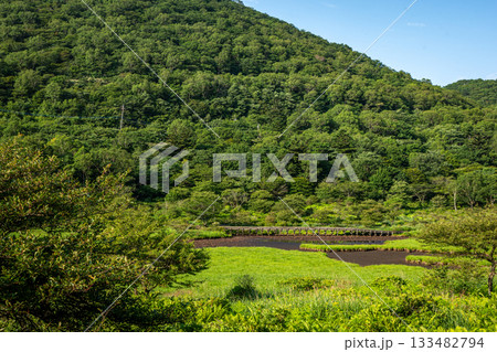 群馬県覚満淵の湿原風景と夏の緑、泥炭層と草地のコントラスト 133482794