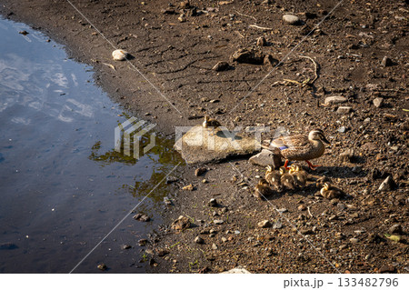 カルガモの親子とヒナたち、水辺に佇む夏の動物の情景 133482796