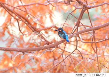 メタセコイアの紅葉とカワセミ メタセコイアの紅葉とカワセミ 133482947