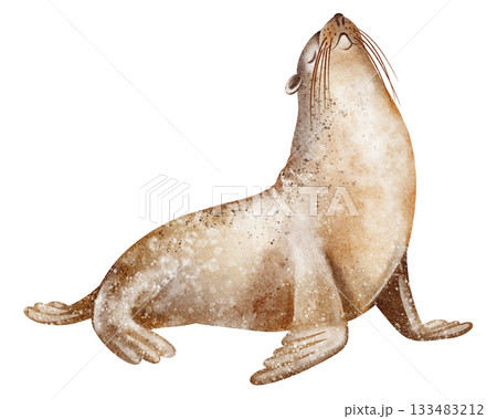 Watercolor Seal Pup Illustration 133483212