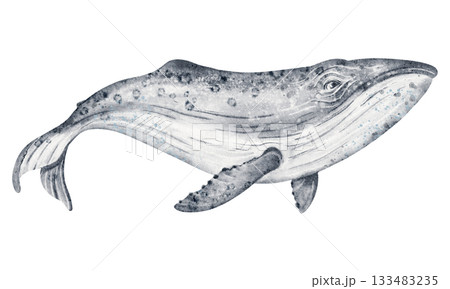 Watercolor Whale Illustration 133483235