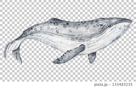 Watercolor Whale Illustration 133483235
