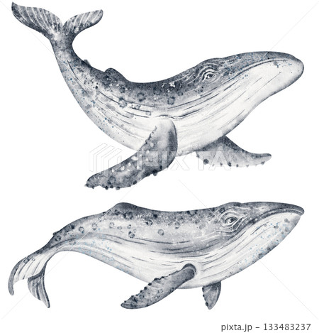 Watercolor Whale Illustration 133483237