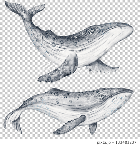 Watercolor Whale Illustration 133483237