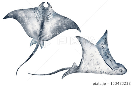 Stingrays Swimming Underwater Watercolor Illustration 133483238